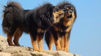 Tibetan mastiff dogs wallpaper