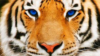Tiger face hd wallpaper