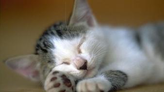 Animals cats kittens sleeping wallpaper