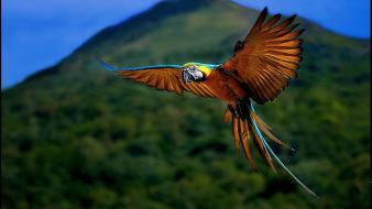 Blue parrot flying wallpaper