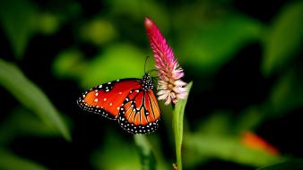 Butterfly on flower wallpaper