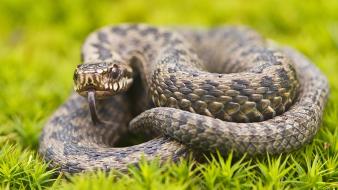 Close-up dangerous macro nature snakes wallpaper