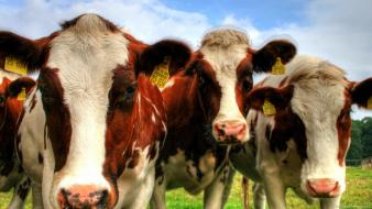 Cows wallpaper