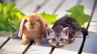Cute cat rabbit wallpaper