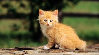 Cute kitten pictures wallpaper