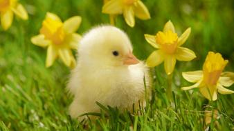 Cute little chicken wallpaper