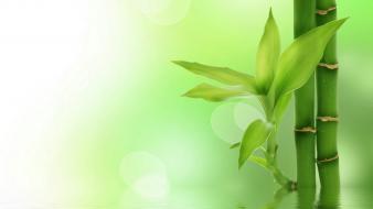 Cute nature photos wallpaper