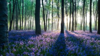Flower purple park wallpaper