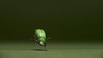 Funny animal wallpaper