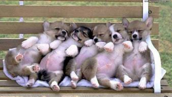 Funny puppies pictures wallpaper