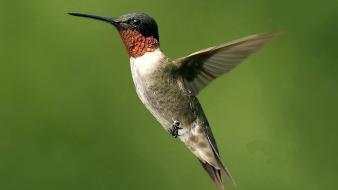 Humming bird wallpaper