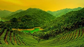Mountain tea garden wallpaper