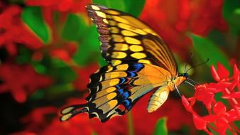Pretty butterfly wallpaper