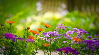 Pretty flowers wallpaper
