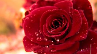 Rose water drops wallpaper