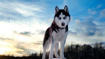 Siberian husky wallpaper