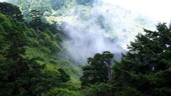 Taiwan forests hills mountains nature wallpaper