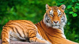 Tiger desktop backgrounds wallpaper