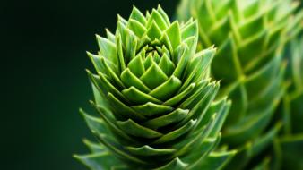 Unique flowers pictures wallpaper