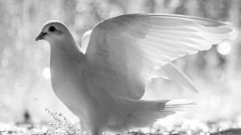 White dove pictures wallpaper