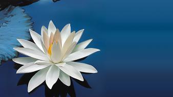 White water lily wallpaper