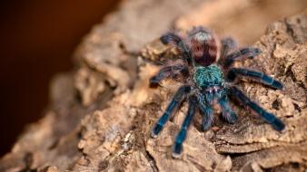 Animals arachnids avicularia versicolor spiders wallpaper