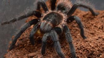 Animals arachnids spiders wallpaper