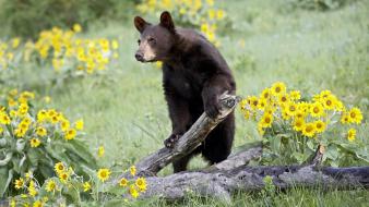 Animals bears yellow flowers wallpaper