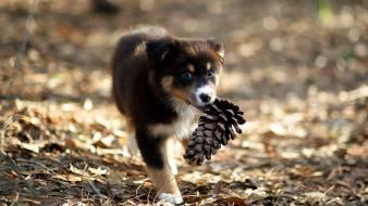 Animals cones dogs wallpaper