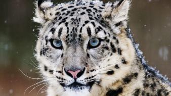 Animals leopards wildlife wallpaper