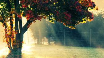Autumn morning wallpaper