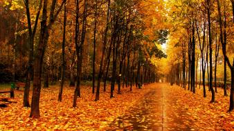 Autumn park wallpaper