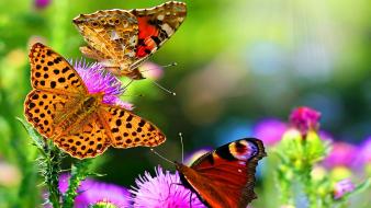 Beautiful butterflies wallpaper