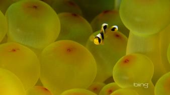 Beautiful clown fish wallpaper