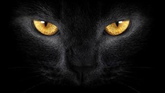 Black cat face wallpaper