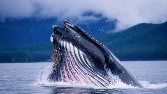 Blue whale wallpaper
