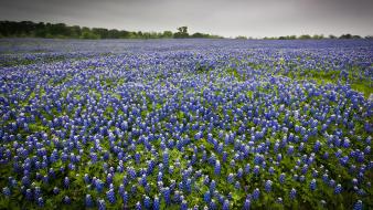 Bluebonnet flowers landscapes nature wallpaper
