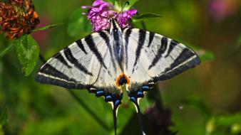 Butterflies close-up depth of field flowers nature wallpaper