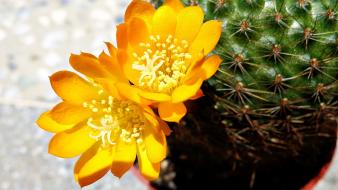 Cactus flowers nature plants wallpaper