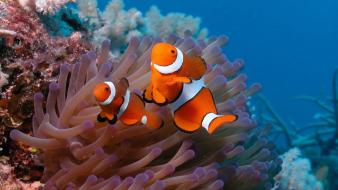 Clown fish on anemon wallpaper