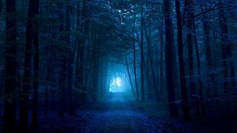 Dark blue forest wallpaper