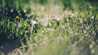 Flora bokeh dawn depth of field dew wallpaper