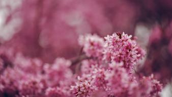 Flora bokeh depth of field flowers nature wallpaper