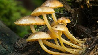 Fungi mushrooms nature plants wallpaper