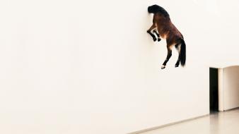 Funny horse pictures wallpaper