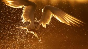 Golden sun birds fish predator wallpaper