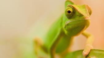 Green chameleon wallpaper