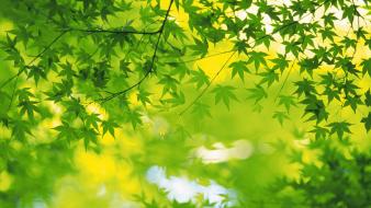 Green maple leaves wallpaper