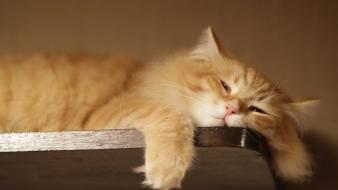 Lazy cat pictures wallpaper