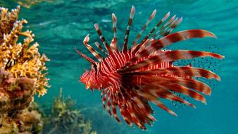 Lionfish coral reef wallpaper
